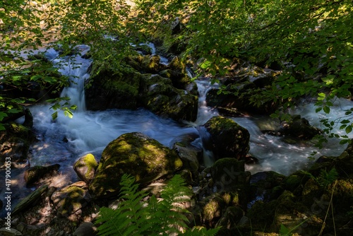 river in the forest