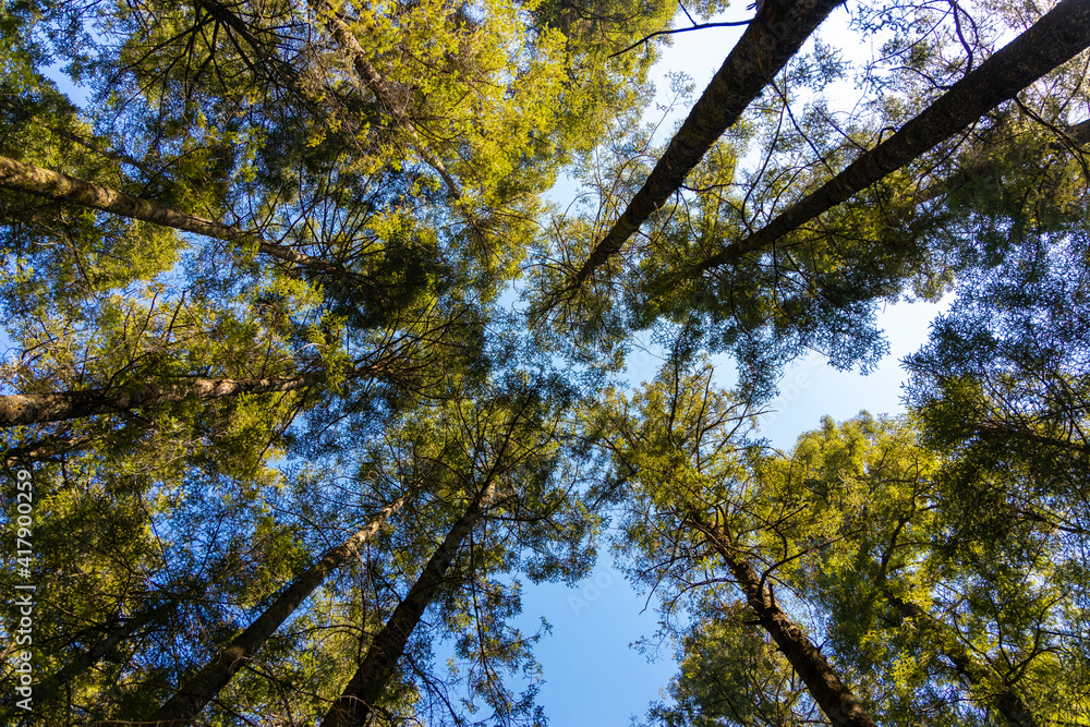 Fototapeta premium trees in the forest