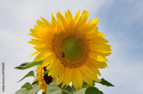 Sonnenblume  Sonnenblumen