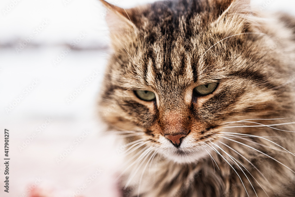 Portrait of a beautiful purebred cat. Animal, eyes, cute, fluffy, portrait, fauna, lies, sad, blurred background.