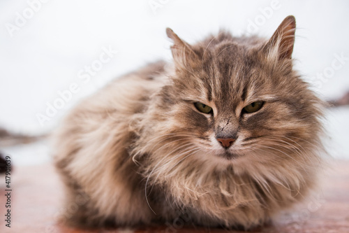 A fluffy thoroughbred cat lies on the street. Animal, cute, wild, friendliness, stranger, wool © Vitaliy Mytnik