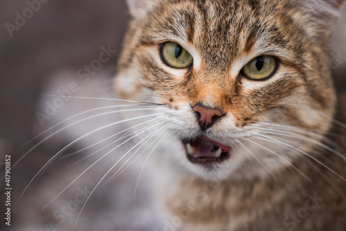 Portrait of an aggressive cat top view. Animal, wild, close-up, green eyes, fangs, fauna, street
