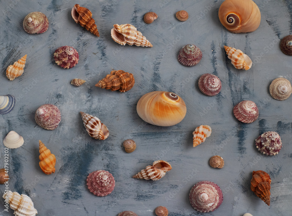 Different seashells on gray background Different seashells on gray background
