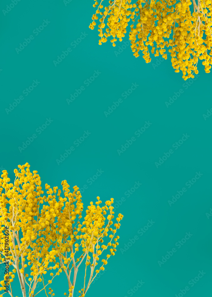 Branches of mimosa (acacia) tree with yellow flowers on an azure background. Copy space.