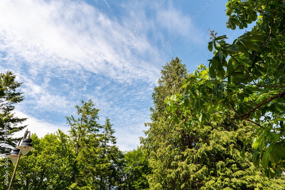 trees and sky