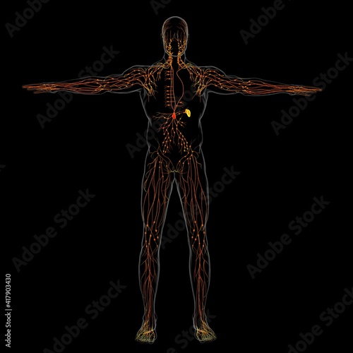 Human Lymph Nodes Anatomy For Medical Concept 3D Rendering