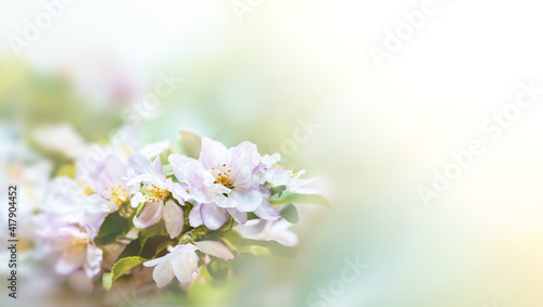 Spring Blossom border © misu
