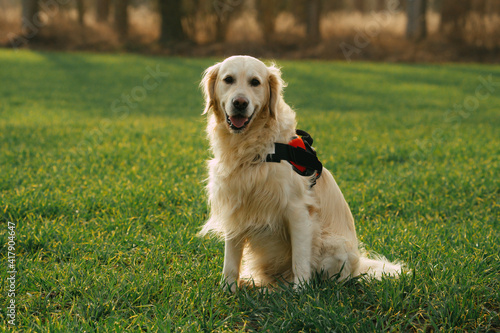 golden retriever dog in the grass with a red harness on