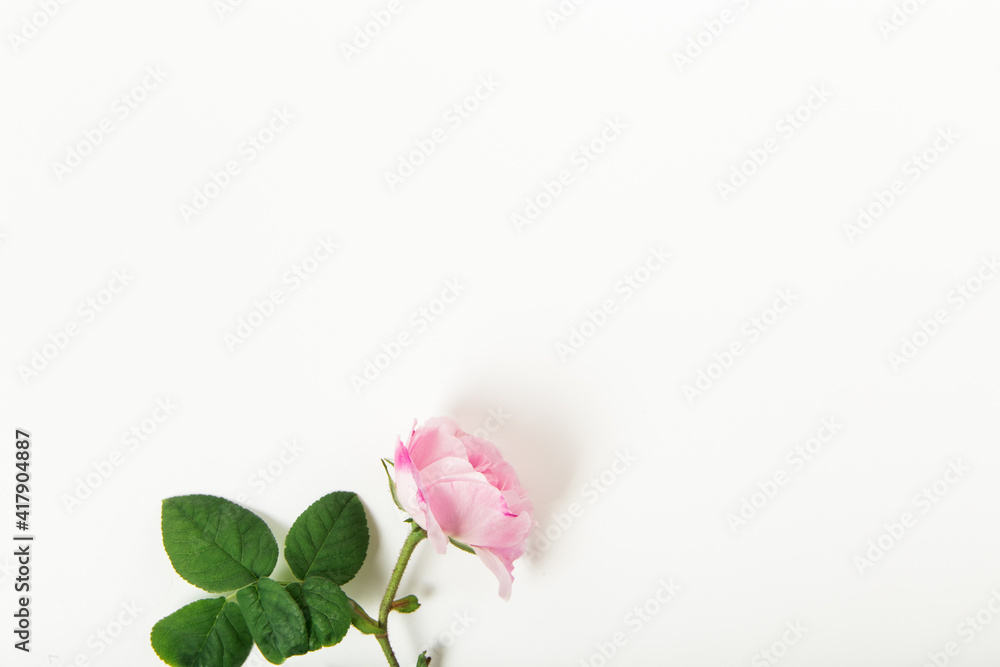 Fototapeta premium Pink rose on white background. Flat lay, top view, copy space.