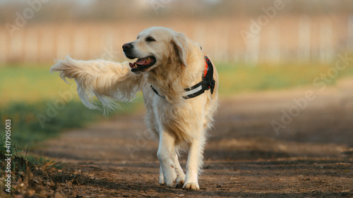golden retriever dog running with a red harness on at a sunny spring
