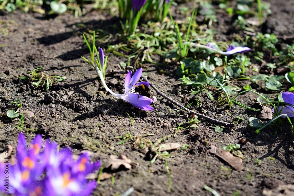 Crocusflower with a bumble bee on a ground in the park Crocusflower with a bumble bee on a ground in the park