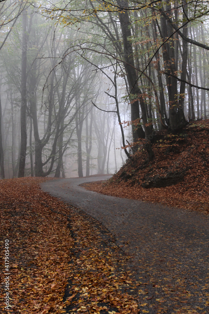Naklejka premium Trees in fog and road in autumn forest