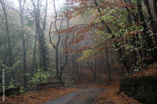 Trees in fog and road in autumn forest 