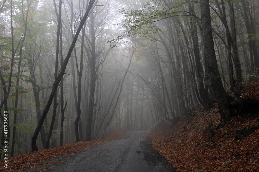 Obraz premium Autumn road among the forest in fog