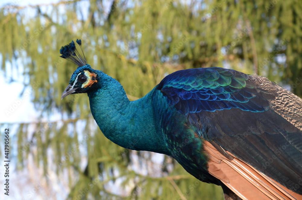 Obraz premium Pfau