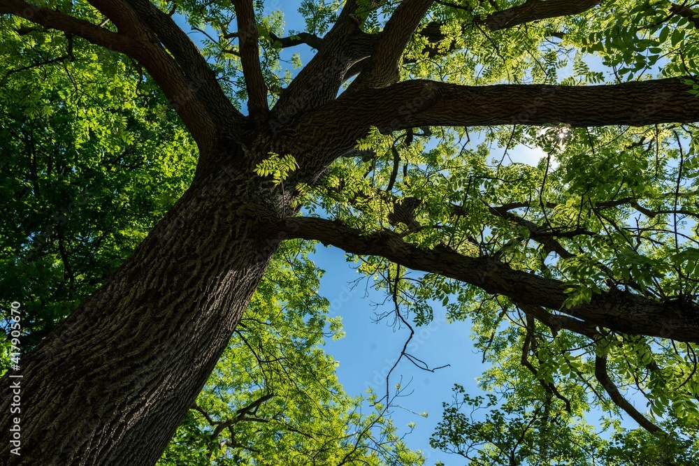 Fototapeta premium tree in the forest