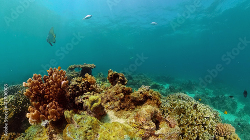 Underwater fish reef marine. Tropical colorful underwater seascape with coral reef. Panglao  Bohol  Philippines.