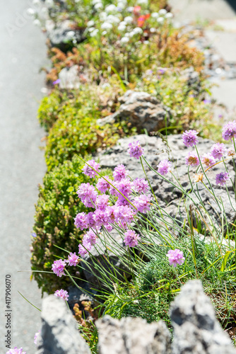 flowers on the rocks