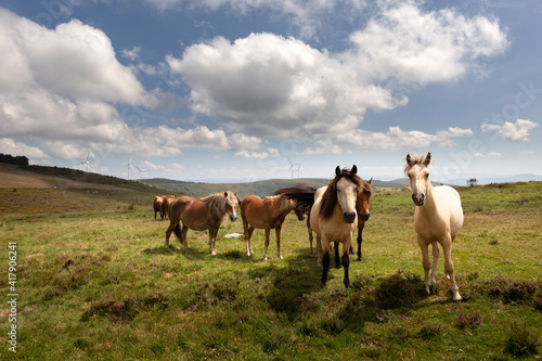 Fototapeta Naklejka Na Ścianę i Meble -  horses in the windmills field in Asturias
