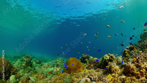 Fototapeta Naklejka Na Ścianę i Meble -  Tropical Fish Corals Marine Reef. Underwater Sea Tropical Life. Tropical underwater sea fishes. Underwater fish reef marine. Tropical colorful underwater seascape. Philippines.