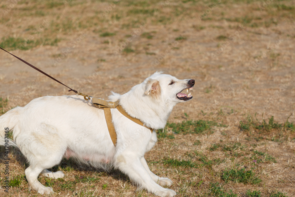 A white Swiss Shepherd dog barks at an attacking instructor A white Swiss Shepherd dog barks at an attacking instructor