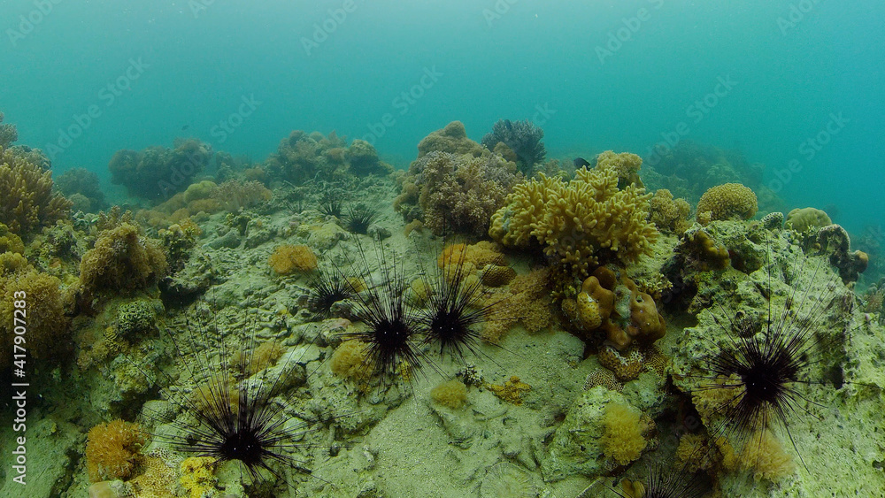 Naklejka premium The underwater world of coral reef with fishes at diving. Coral garden under water. Philippines.