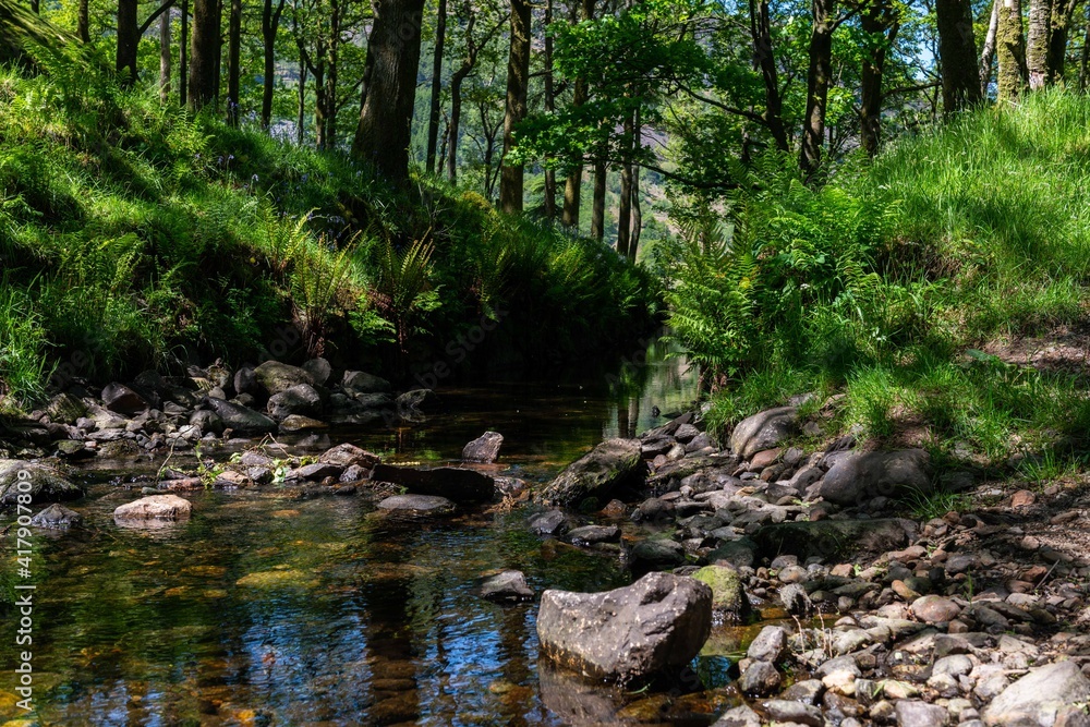 river in the forest river in the forest