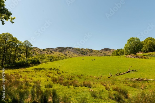 landscape with trees
