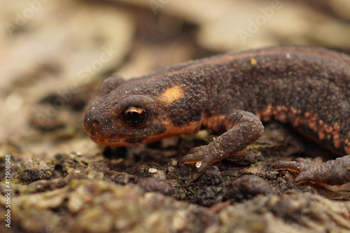 Closeup of a young terrestrial Northern banded newt , Ommatotriton ophryticus on wood