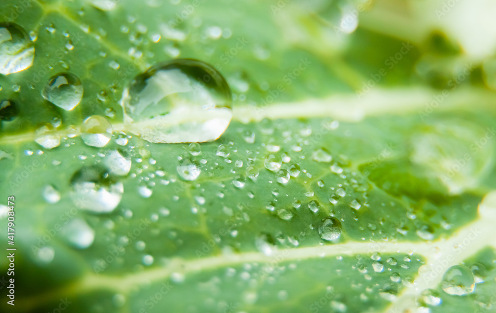 Macro photography of water drops on a green cabbage leaf with white veins. Selective focus