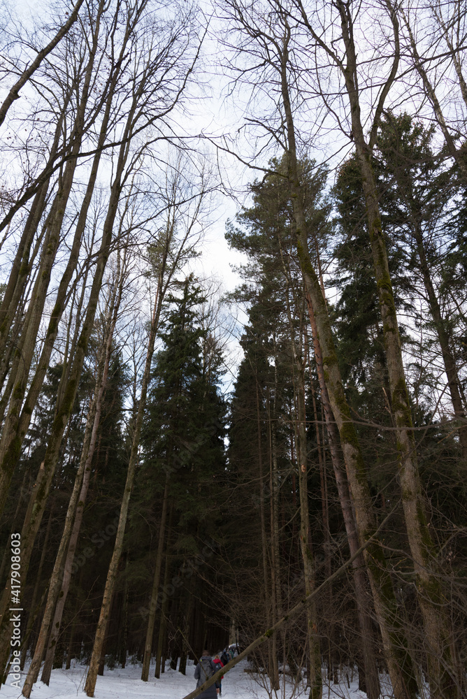 Tall trees in the winter forest. Bottom view. A group of tourists is barely visible ahead Tall trees in the winter forest. Bottom view. A group of tourists is barely visible ahead