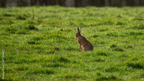 hare in the grass