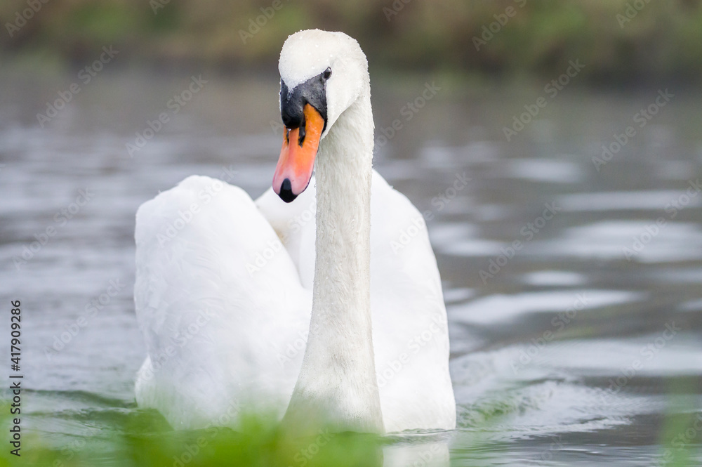 Obraz premium White swan on the lake