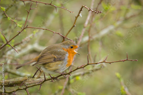 A singing robin on a tree © Z Fiedler