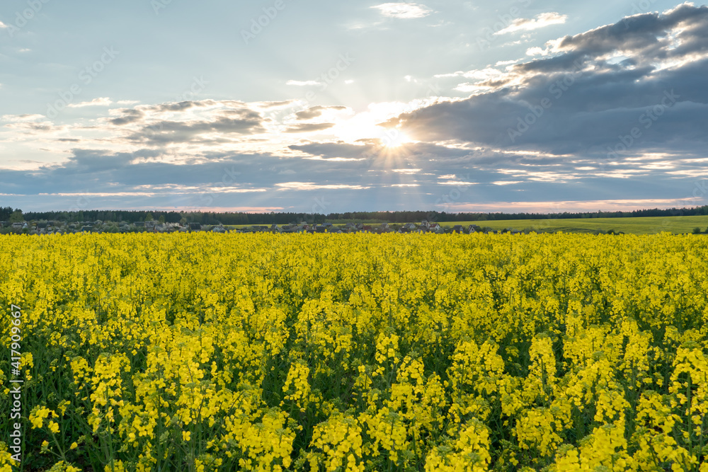 A beautiful yellow field with flowering rapeseed on the background of a blue sky and fluffy clouds. Eco-friendly agriculture.