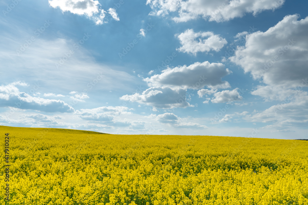 A beautiful yellow field with flowering rapeseed on the background of a blue sky and fluffy clouds. Eco-friendly agriculture.