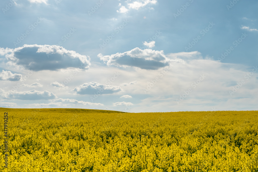 Obraz premium A beautiful yellow field with flowering rapeseed on the background of a blue sky and fluffy clouds. Eco-friendly agriculture.
