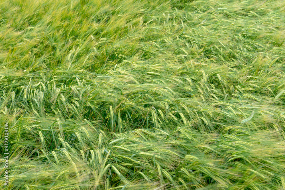 A large field of green young wheat. Spikelets of wheat are nailed to the ground by a strong wind. Ecological agriculture. Cultivation of grain crops. A large field of green young wheat. Spikelets of wheat are nailed to the ground by a strong wind. Ecological agriculture. Cultivation of grain crops.