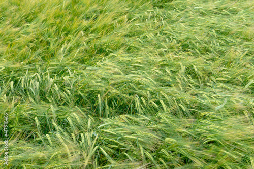 A large field of green young wheat. Spikelets of wheat are nailed to the ground by a strong wind. Ecological agriculture. Cultivation of grain crops.