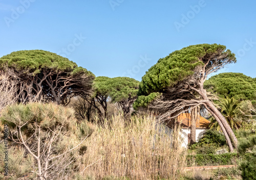 Maison dans une forêt de pins parasol © Bernard