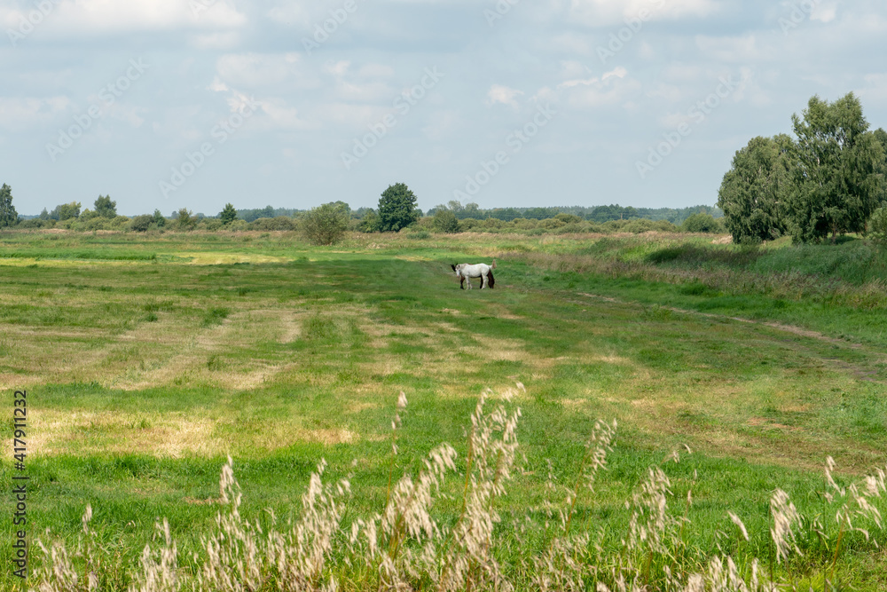 Fototapeta premium Grazing horses on a green pasture on a sunny summer day against a blue sky. A couple of horses graze in a meadow.