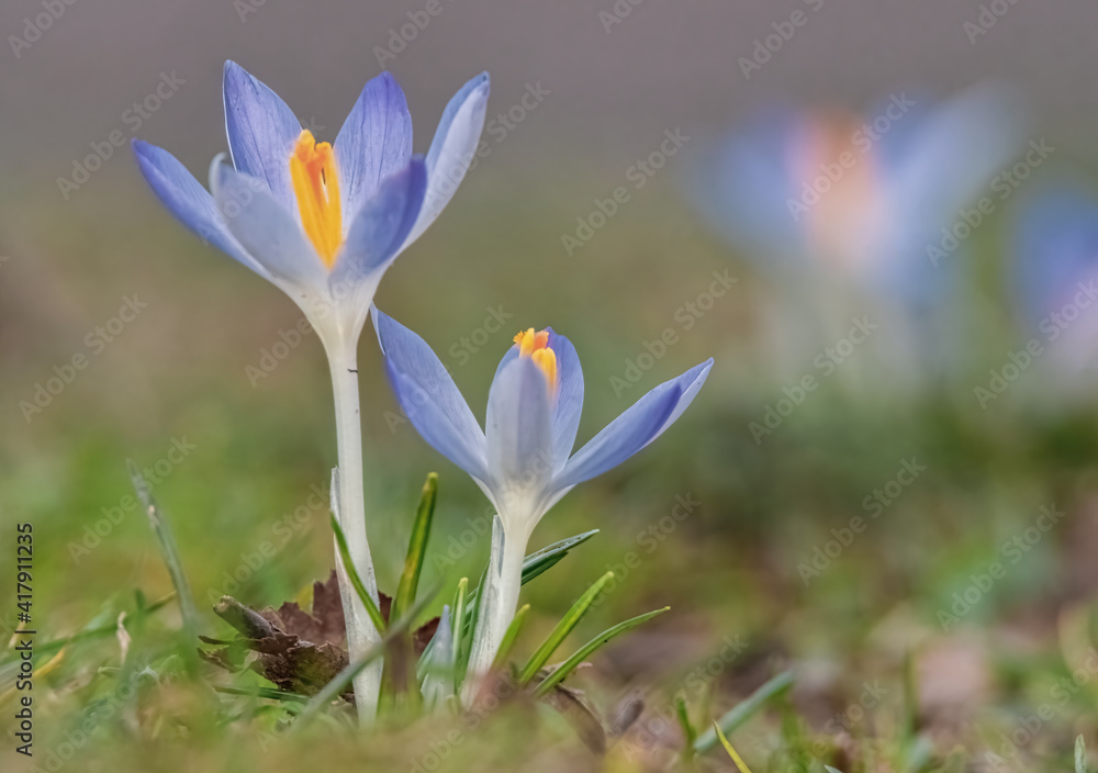 Fototapeta premium Krokusse auf der Frühlingswiese