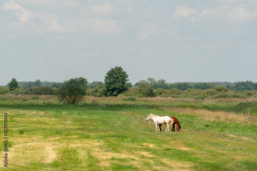 Grazing horses on a green pasture on a sunny summer day against a blue sky. A couple of horses graze in a meadow. Grazing horses on a green pasture on a sunny summer day against a blue sky. A couple of horses graze in a meadow.