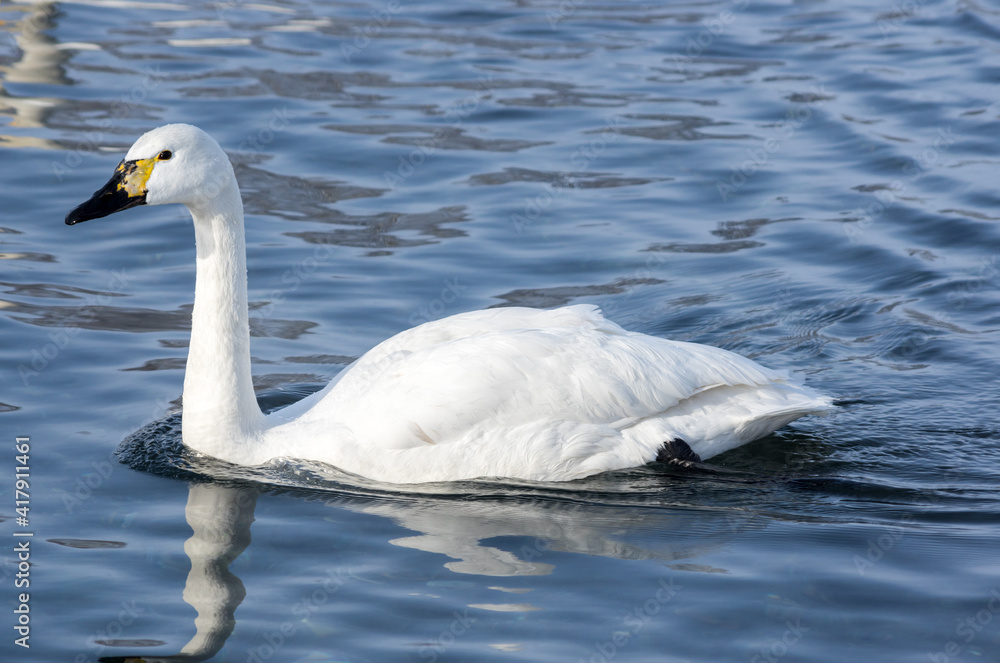 Fototapeta premium White swans swimming in the nonfreezing winter lake