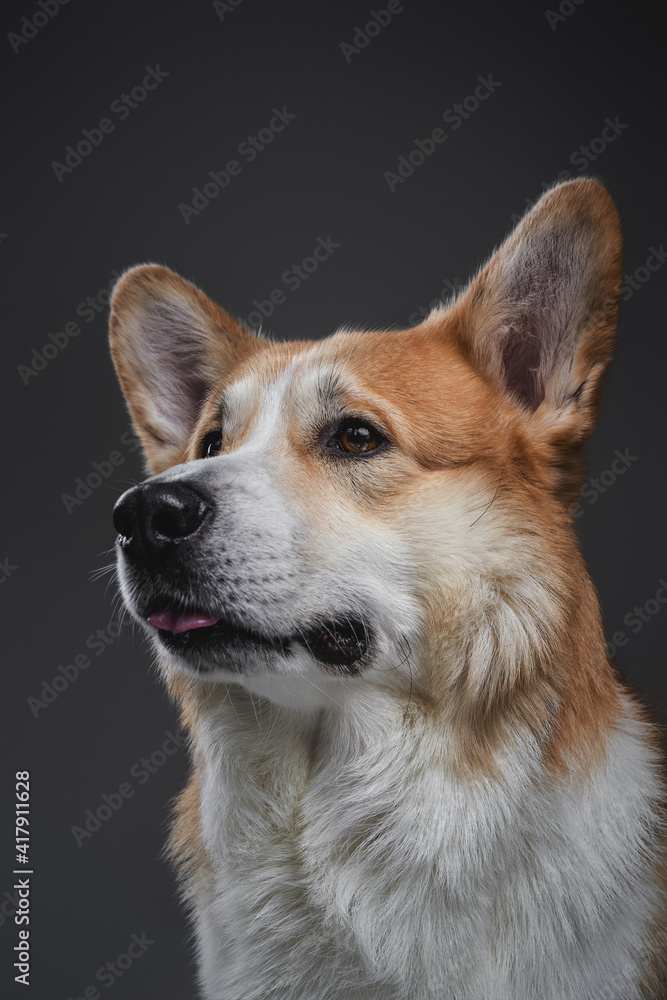 Portrait of a happy young adult welsh corgi redhead dog in a good mood sitting and posing on dark background.