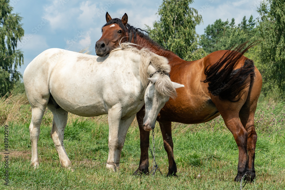 Obraz premium Two horses stand side by side in the pasture. The brown horse rested its head on the white horse's back. The horse's piercing gaze at the photographer. Friendship among animals.