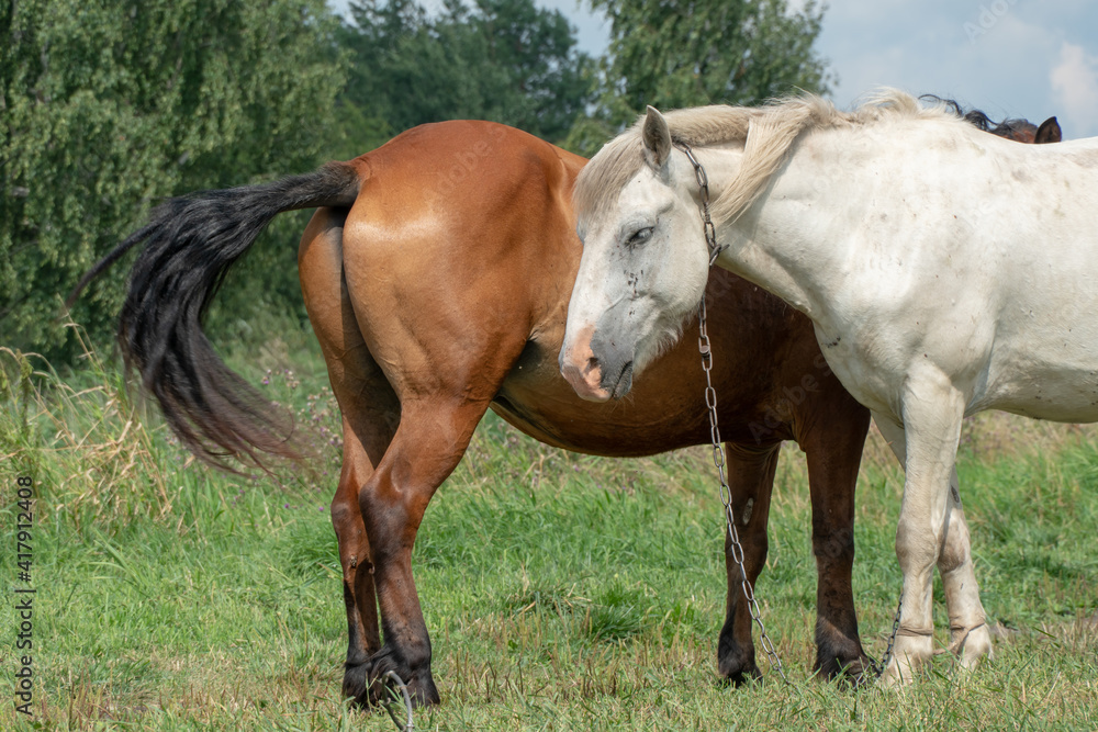 Grazing horses on a green pasture on a sunny summer day against a blue sky. A couple of horses graze in a meadow. Two horses stand side by side in the pasture. Grazing horses on a green pasture on a sunny summer day against a blue sky. A couple of horses graze in a meadow. Two horses stand side by side in the pasture.