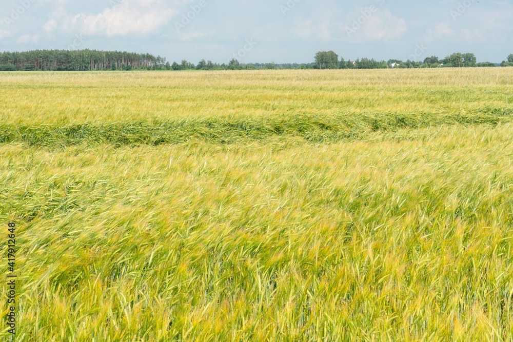 A large field of green young wheat against a background of blue sky and forest. Spikelets of wheat are nailed to the ground by a strong wind. Ecological agriculture. Cultivation of grain crops.