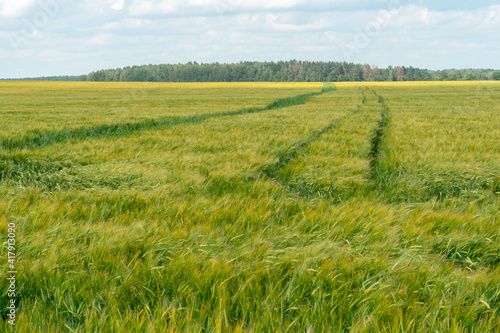 A large field of green young wheat against a background of blue sky and forest. In the middle of a wheat field  a track from harvesting equipment is visible. Ecological agriculture.