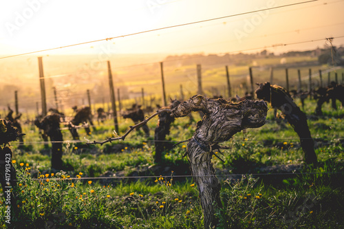 Fotografie Les vignoble de Saint Emilion est prêt à se réveiller au mois de mars